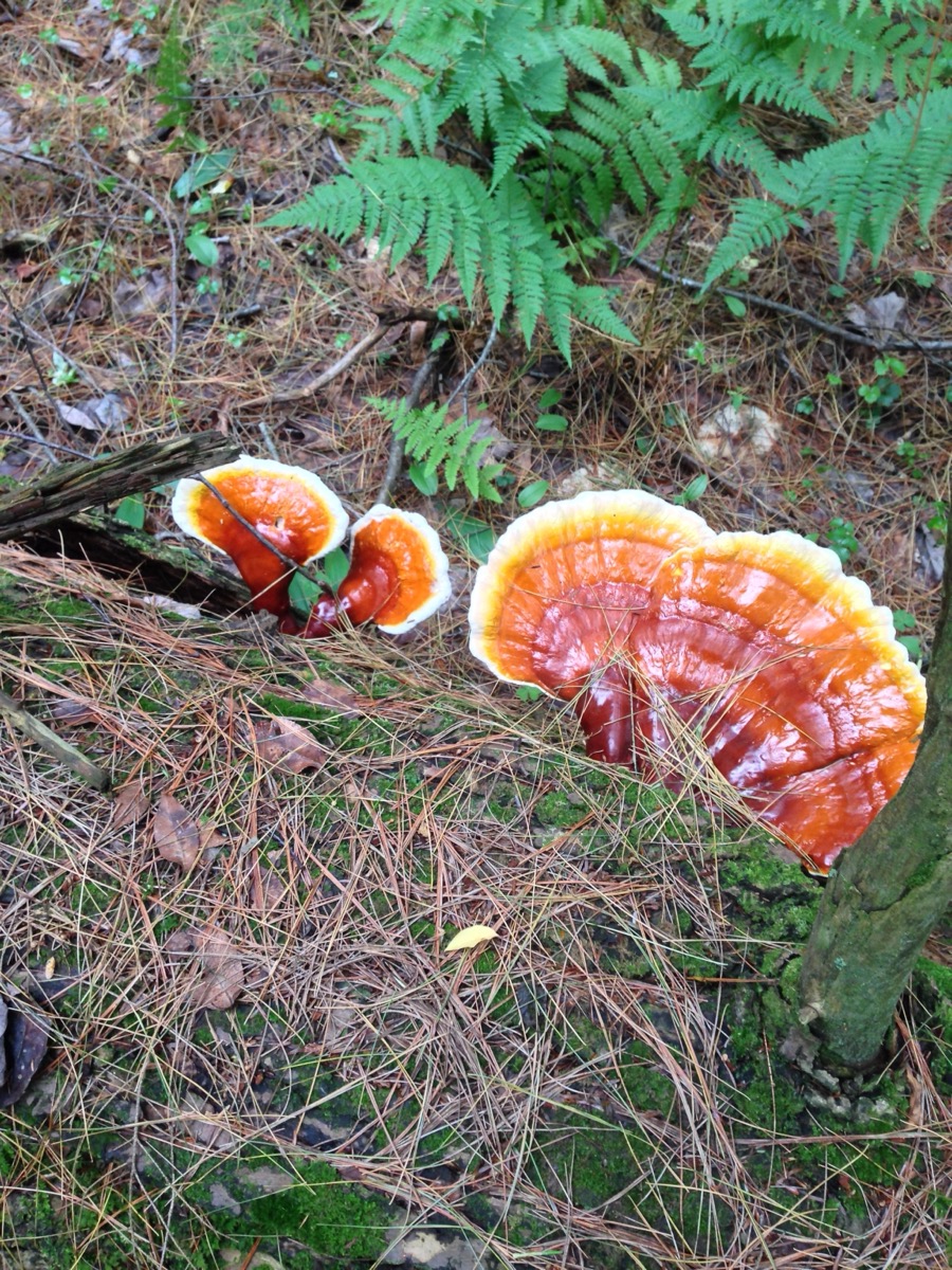 A small mushroom growing in the woods